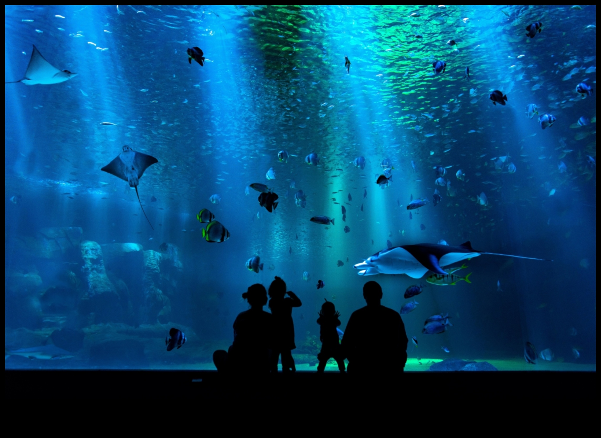 Φωτογράφιση ενυδρείου που καταγράφει εκπληκτικές εικόνες ψαριών 5 Aquarium Photography 101: Καταγραφή εκπληκτικών εικόνων ψαριών