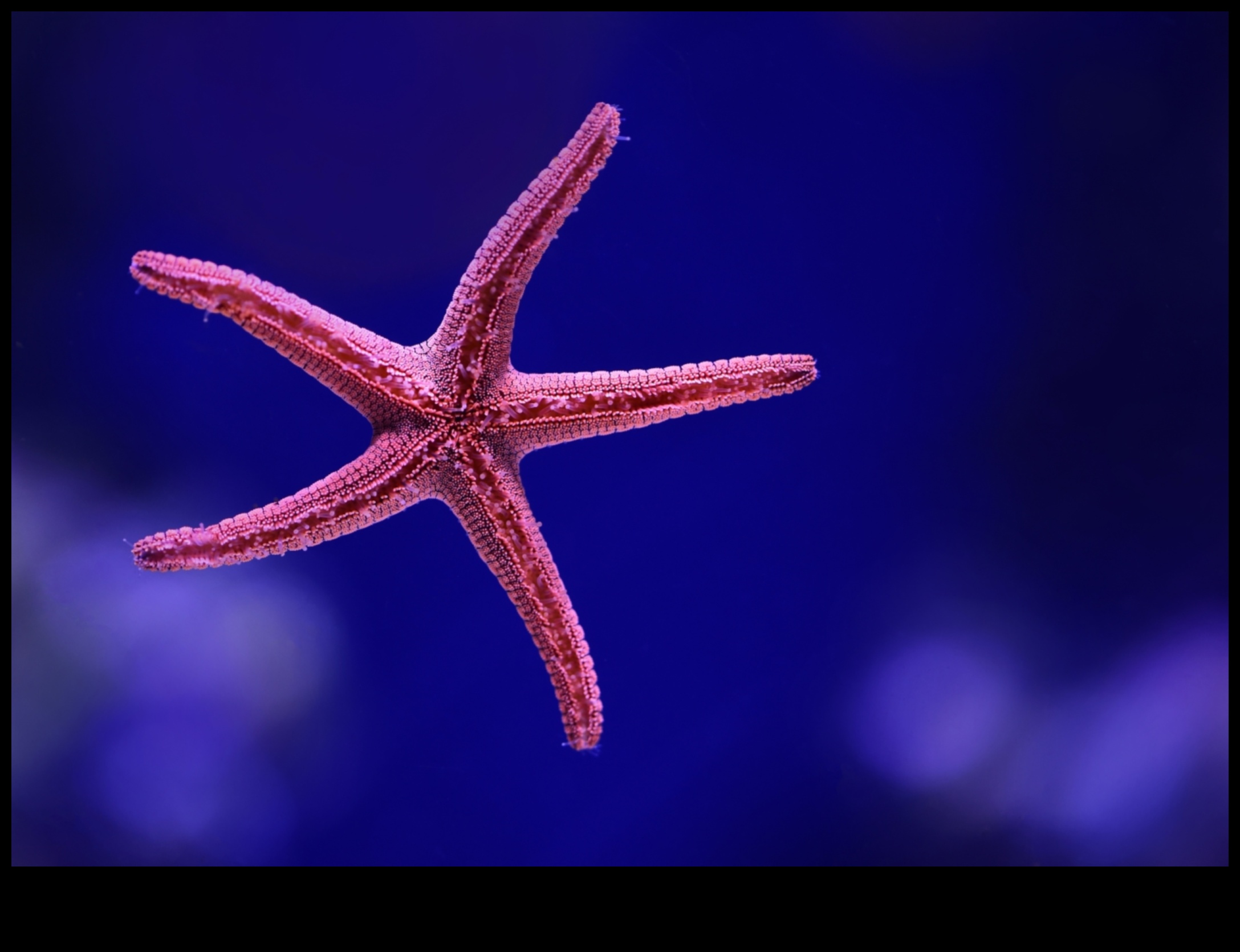 Φωτογραφία ενυδρείου που καταγράφει εκπληκτικές εικόνες ψαριών 4 Aquarium Photography 101: Καταγραφή εκπληκτικών εικόνων ψαριών