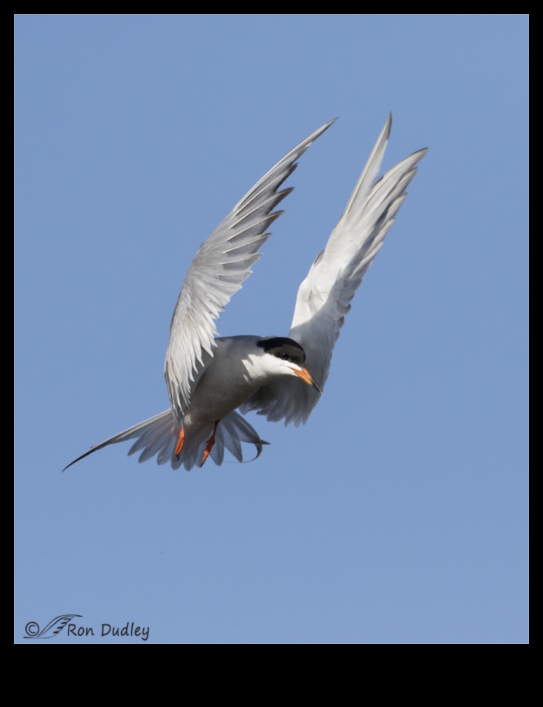 Birds in Flight Continued: Aerial Ballets of Graceful Wings
