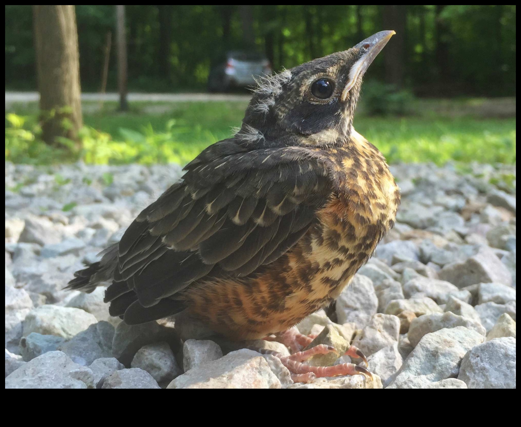 Σχολείο πτήσεων με φτερωτά: Πώς τα πουλιά μαθαίνουν να πετούν