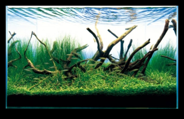 Fish Tank Zen Συνέχεια: Ενσωμάτωση φυτών για φυσική αίσθηση