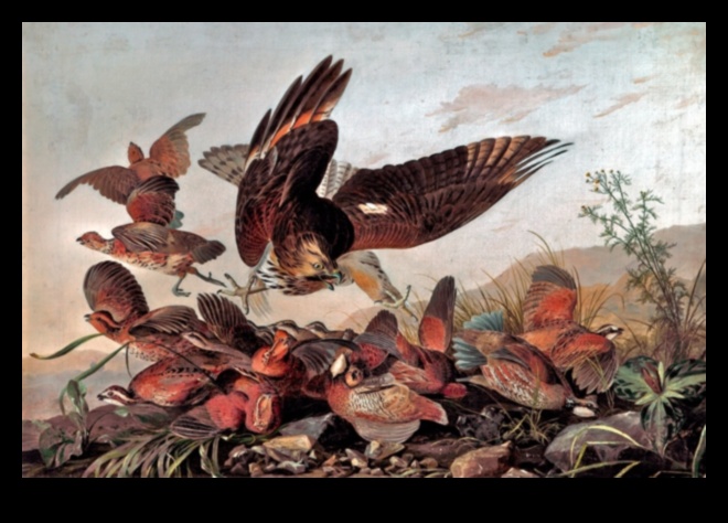 Τα Πουλιά στη Λογοτεχνία Συνέχεια: Ποιητικές Αναπαραστάσεις της Πτηνοτροφικής Ομορφιάς