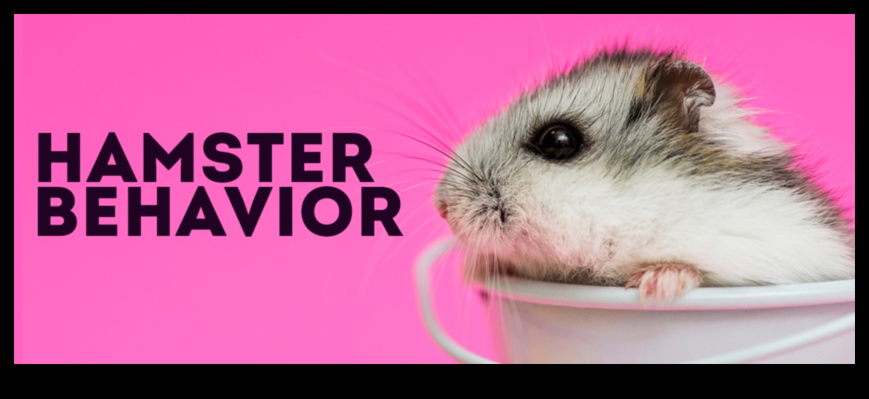 Insights για τη συμπεριφορά του χάμστερ: Ανάγνωση ενδείξεων και εκφράσεων