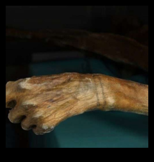 Ink Odyssey: Unveiling the Chronicles of Modern Tattoo Mastery