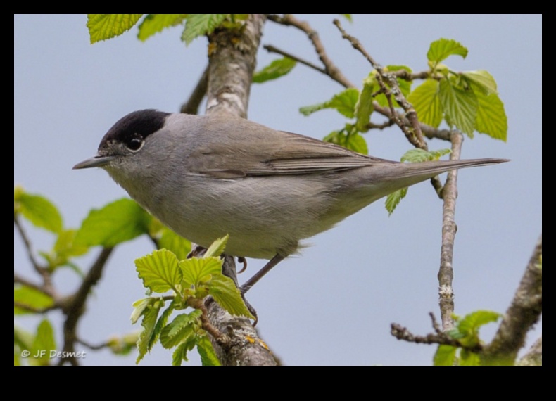 Τα πτηνά και η κλιματική αλλαγή συνέχισαν να προσαρμόζονται σε αλλοιωμένα ενδιαιτήματα 5 Πουλιά και Κλιματική Αλλαγή Συνέχεια: Προσαρμογή σε Αλλοιωμένους Οικοτόπους