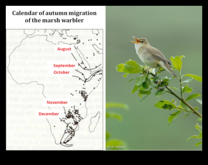 Τα πτηνά και η κλιματική αλλαγή συνέχισαν να προσαρμόζονται σε αλλοιωμένα ενδιαιτήματα 3 Πουλιά και Κλιματική Αλλαγή Συνέχεια: Προσαρμογή σε Αλλοιωμένους Οικοτόπους