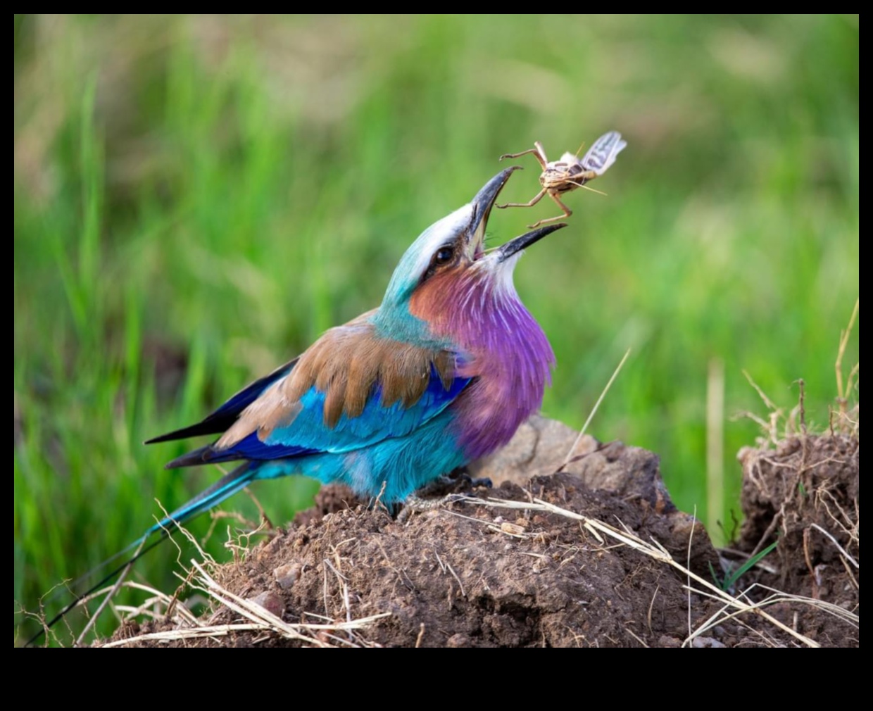 Φτερωτοί φίλοι Συνέχεια: Πουλιά με Μοναδικές Διατροφικές Συμπεριφορές