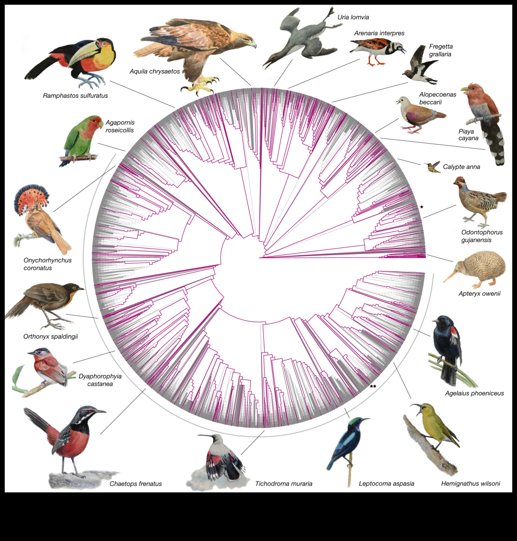 The Language of Birds 2.0: Unlocking New Discoveries in Avian Communication