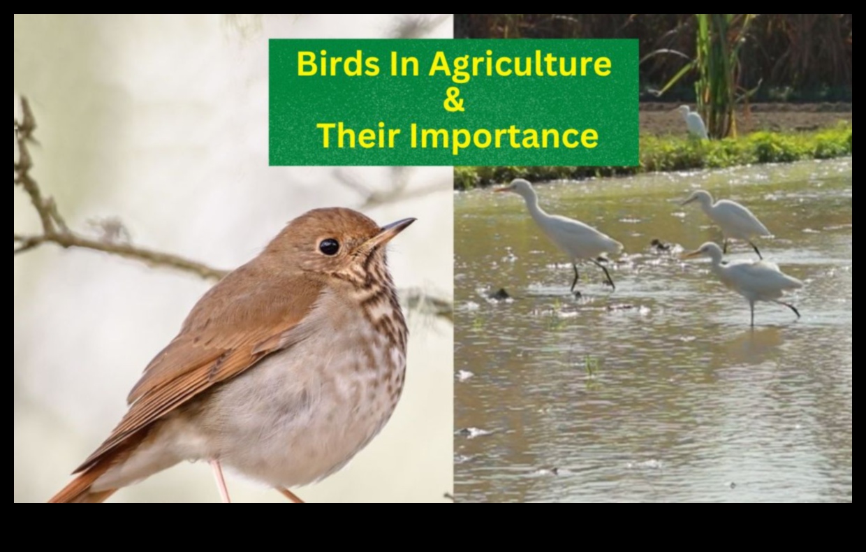 Πουλιά και Γεωργία: Ο αντίκτυπος των φτερωτών επισκεπτών στα αγροκτήματα