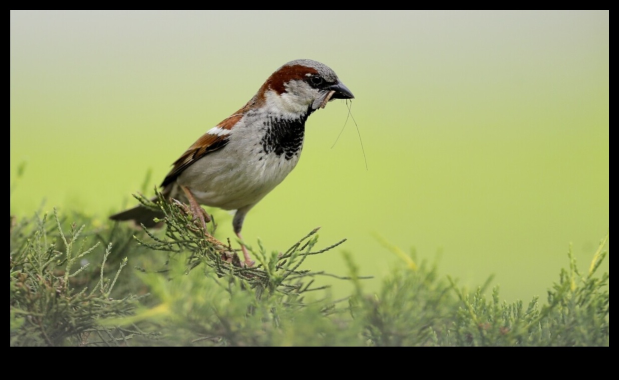 Πουλιά και Γεωργία: Ο αντίκτυπος των φτερωτών επισκεπτών στα αγροκτήματα