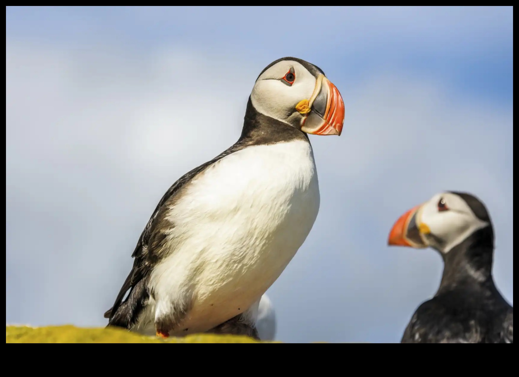 Μαεστρία στη φωτογραφία πτηνών: Προηγμένες τεχνικές για εντυπωσιακές λήψεις