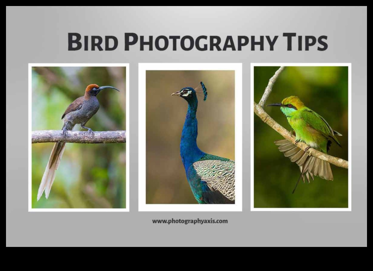 Μαεστρία στη φωτογραφία πτηνών: Προηγμένες τεχνικές για εντυπωσιακές λήψεις