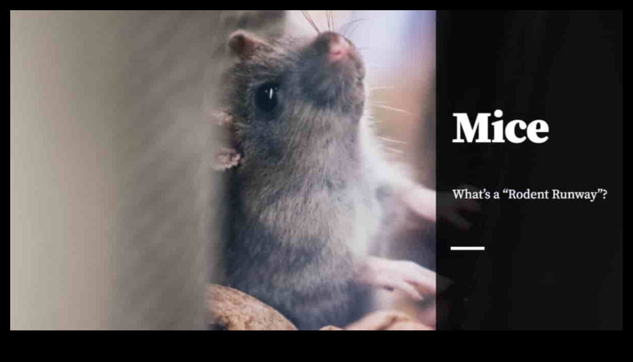 Rodent Runway Continued: Sustaining a Stylish Gardrobe for Small Pets