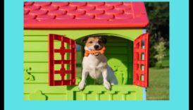 Barkitecture Blueprint: Designing the Perfect Dog-Friendly Space