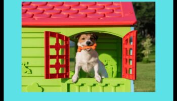 Barkitecture Blueprint: Designing the Perfect Dog-Friendly Space