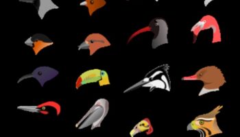 Beakonomics 5.0: Evolutionary Marvels στο Avian Beak Diversity