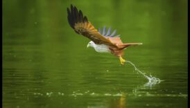 Μαεστρία στη φωτογραφία πτηνών: Προηγμένες τεχνικές για εντυπωσιακές λήψεις