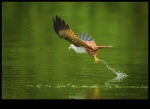 Μαεστρία στη φωτογραφία πτηνών: Προηγμένες τεχνικές για εντυπωσιακές λήψεις