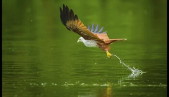 Μαεστρία στη φωτογραφία πτηνών: Προηγμένες τεχνικές για εντυπωσιακές λήψεις