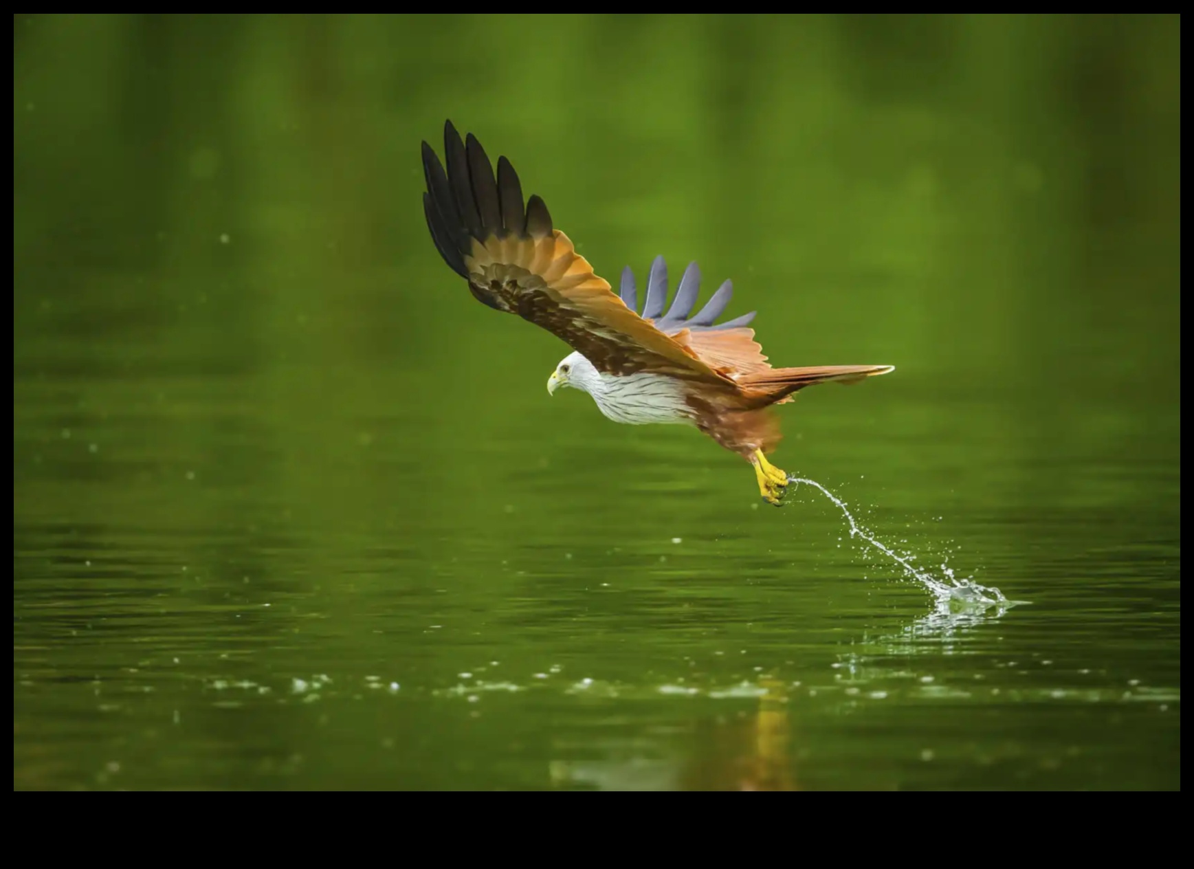Μαεστρία στη φωτογραφία πτηνών: Προηγμένες τεχνικές για εντυπωσιακές λήψεις