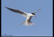 Birds in Flight Continued: Aerial Ballets of Graceful Wings