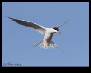 Birds in Flight Continued: Aerial Ballets of Graceful Wings