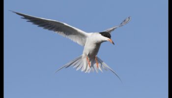 Birds in Flight Continued: Aerial Ballets of Graceful Wings