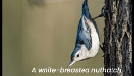 Φτερωτοί φίλοι Συνέχεια: Πουλιά με Μοναδικές Διατροφικές Συμπεριφορές