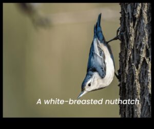 Φτερωτοί φίλοι Συνέχεια: Πουλιά με Μοναδικές Διατροφικές Συμπεριφορές