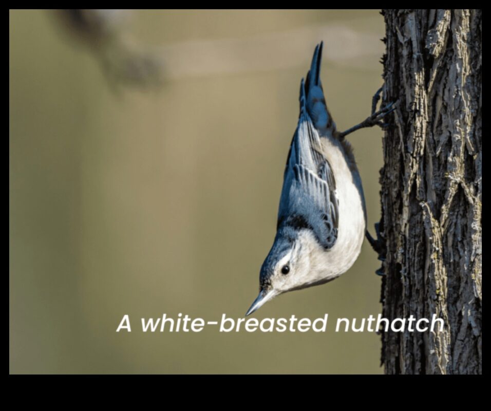 Φτερωτοί φίλοι Συνέχεια: Πουλιά με Μοναδικές Διατροφικές Συμπεριφορές