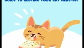 Kitty Kibbles: Ένας οδηγός για την επιλογή της σωστής τροφής για γάτες