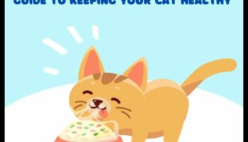 Kitty Kibbles: Ένας οδηγός για την επιλογή της σωστής τροφής για γάτες