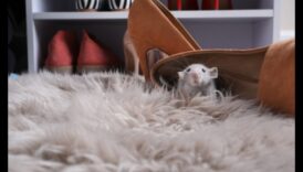 Rodent Runway Continued: Sustaining a Stylish Gardrobe for Small Pets