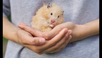 Insights για τη συμπεριφορά του χάμστερ: Ανάγνωση ενδείξεων και εκφράσεων