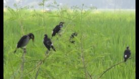 Πουλιά και Γεωργία: Ο αντίκτυπος των φτερωτών επισκεπτών στα αγροκτήματα