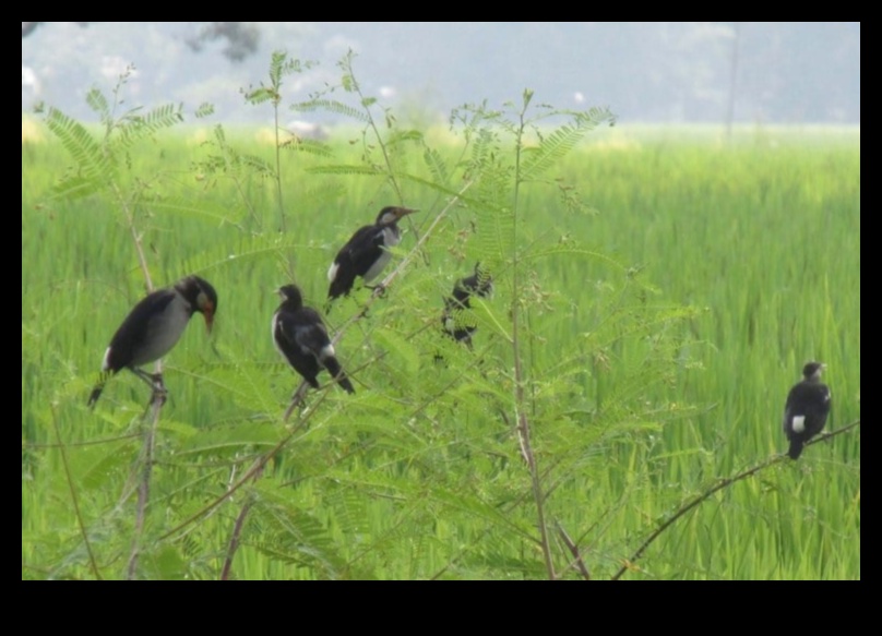 Πουλιά και Γεωργία: Ο αντίκτυπος των φτερωτών επισκεπτών στα αγροκτήματα