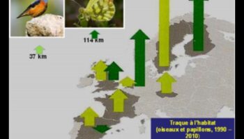 Πουλιά και Κλιματική Αλλαγή Συνέχεια: Προσαρμογή σε Αλλοιωμένους Οικοτόπους