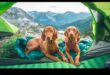 Canine Camping Continued: Expanding Outdoor Exploration