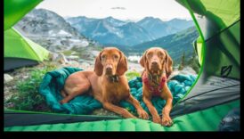 Canine Camping Continued: Expanding Outdoor Exploration