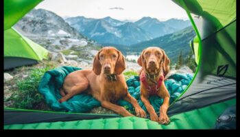 Canine Camping Continued: Expanding Outdoor Exploration
