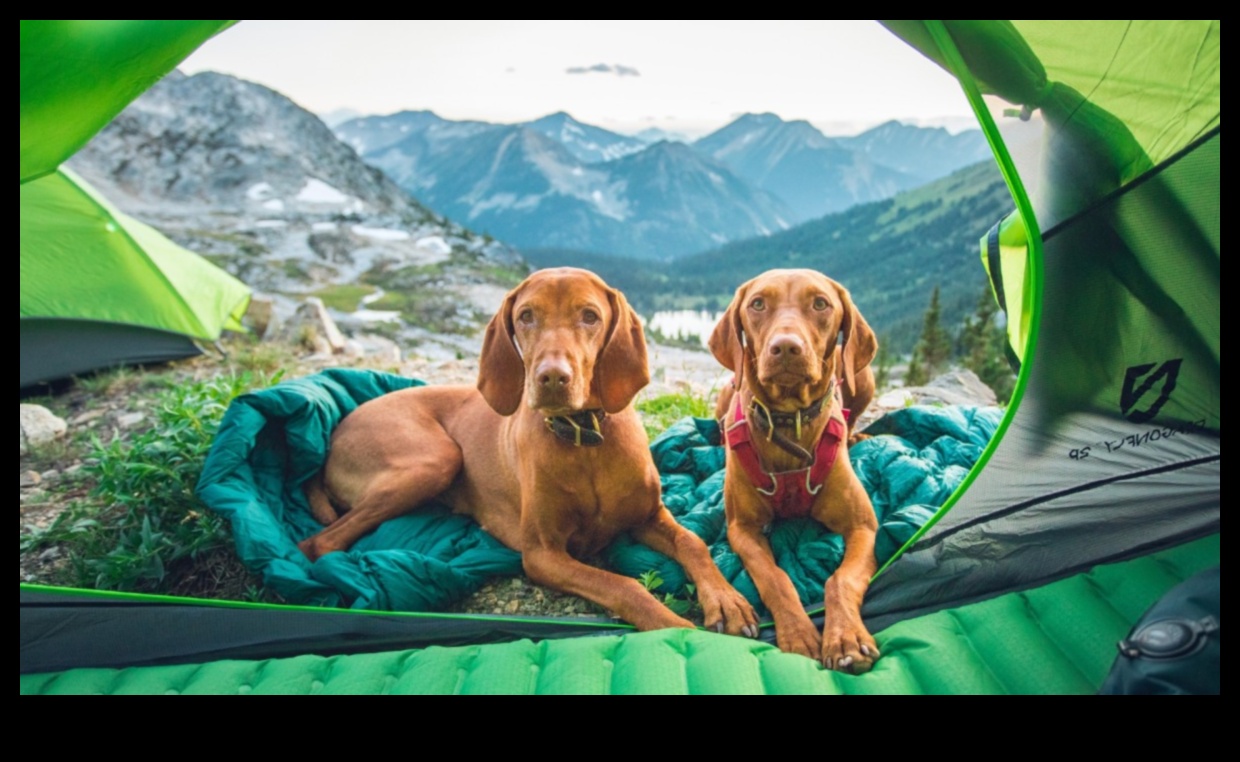 Canine Camping Continued: Expanding Outdoor Exploration
