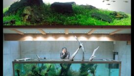 Fish Tank Zen Συνέχεια: Ενσωμάτωση φυτών για φυσική αίσθηση