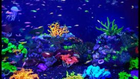 Aquarium Photography 101: Καταγραφή εκπληκτικών εικόνων ψαριών